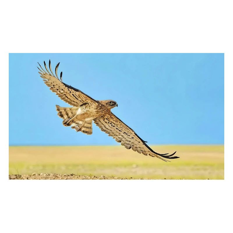 Eagle in Dasert