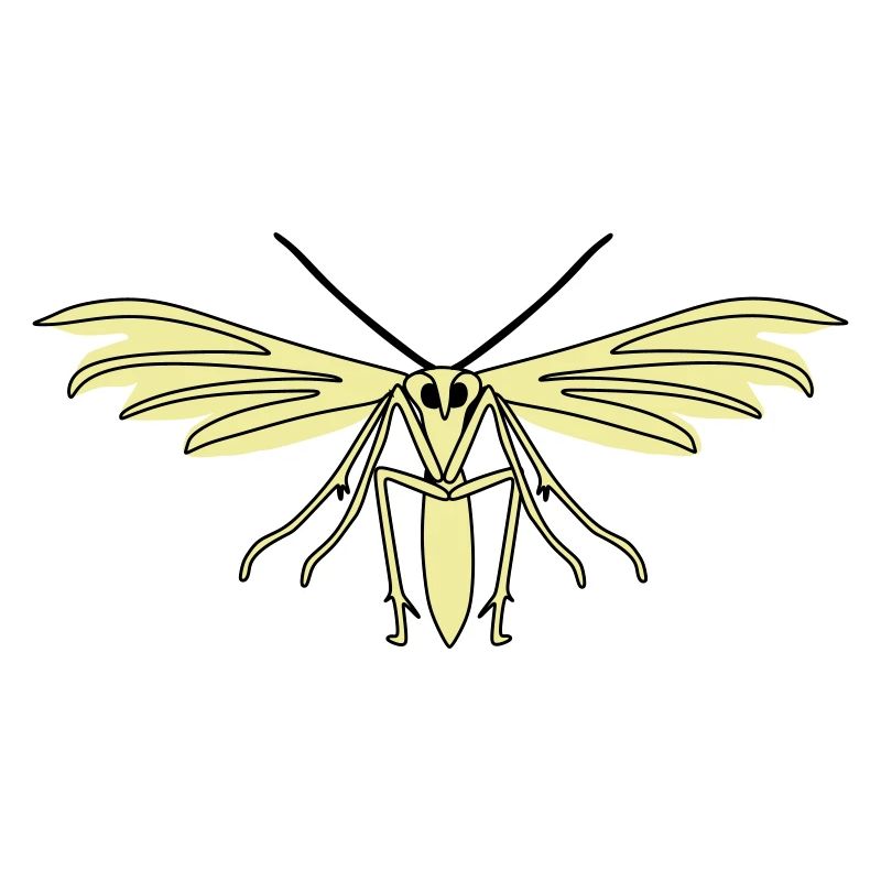 Feather moth