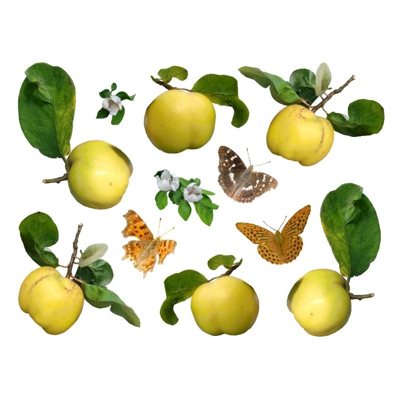 Coings aux fleurs de coing et papillons