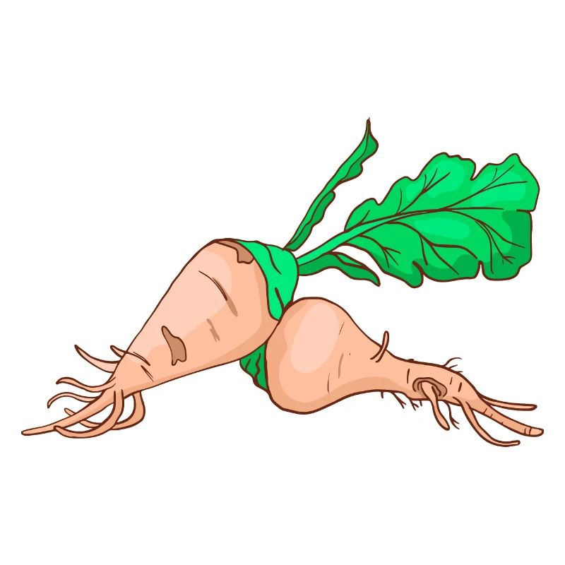 Sugar beet sugar beet