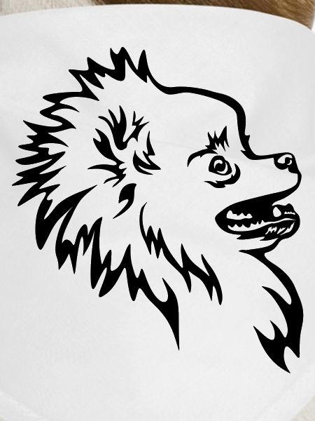 Zwergspitz head