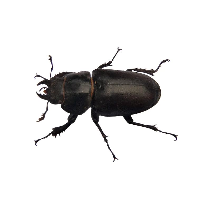 Hirschkäfer Weibchen