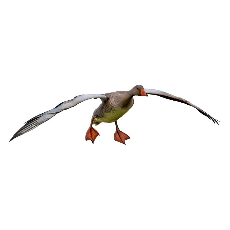 bird
