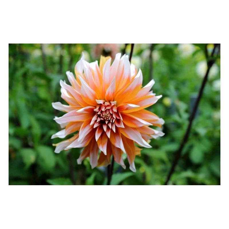Dahlia Orange Fleur Blanche, Fleur
