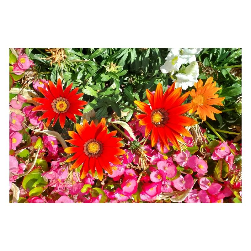 Jardin fleuri – Atmosphère colorée