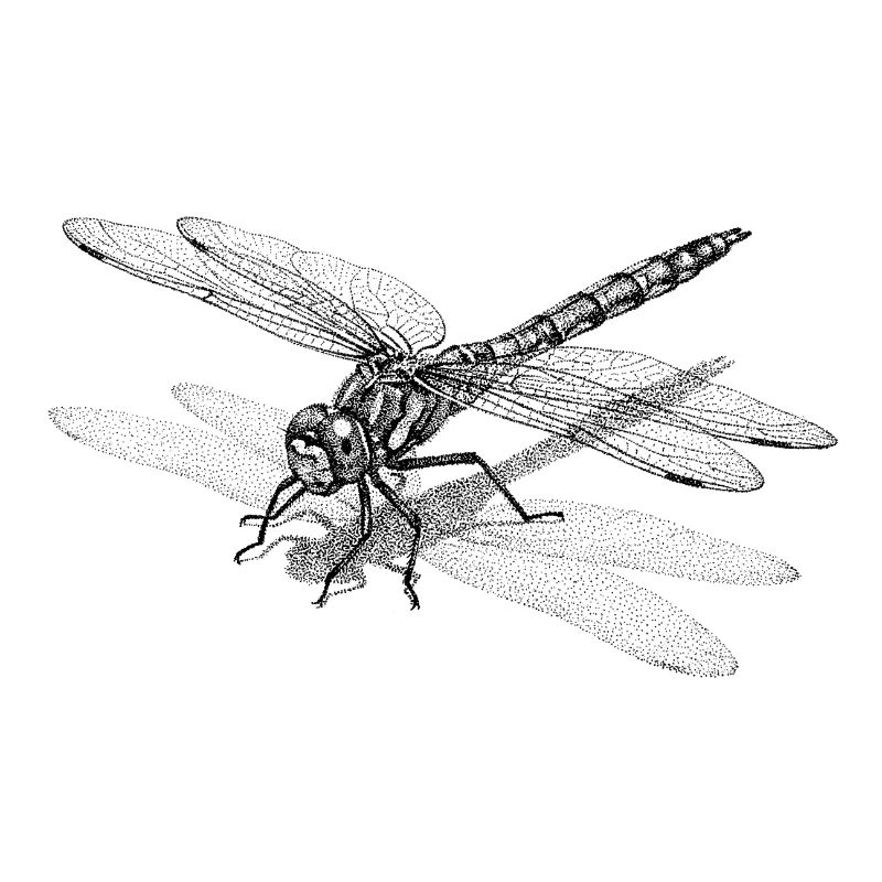 Dragonfly Dotwork Graphic - Minimalist Motif