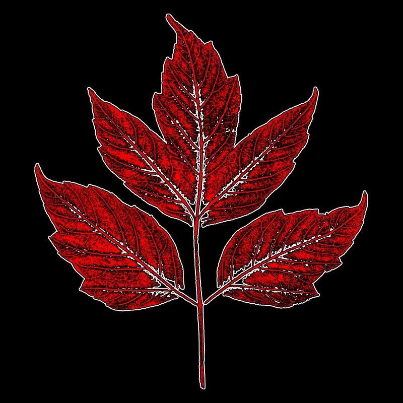 Leaf - Maple Ash - Red