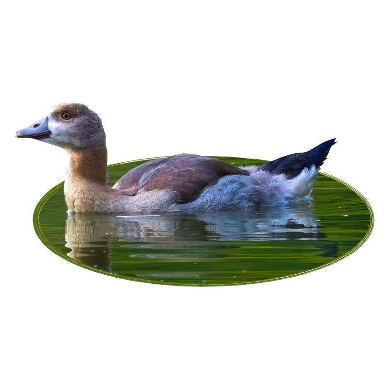 Goose Goose Poussin