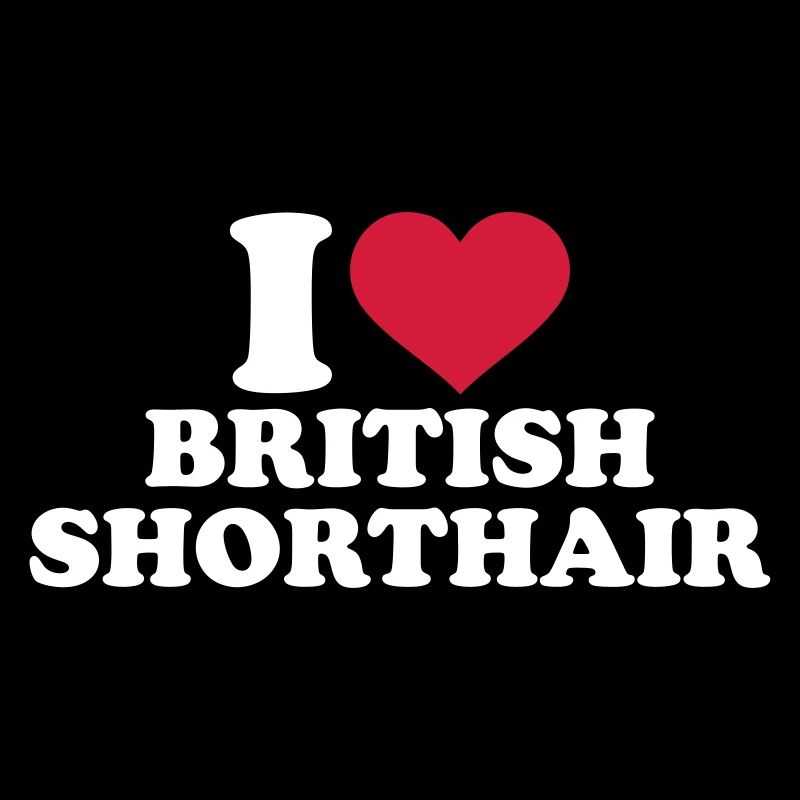 Chat British shorthair