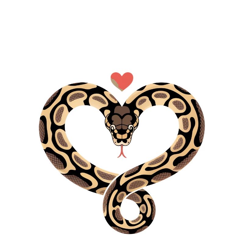 J’adore mon python royal ! Roi python