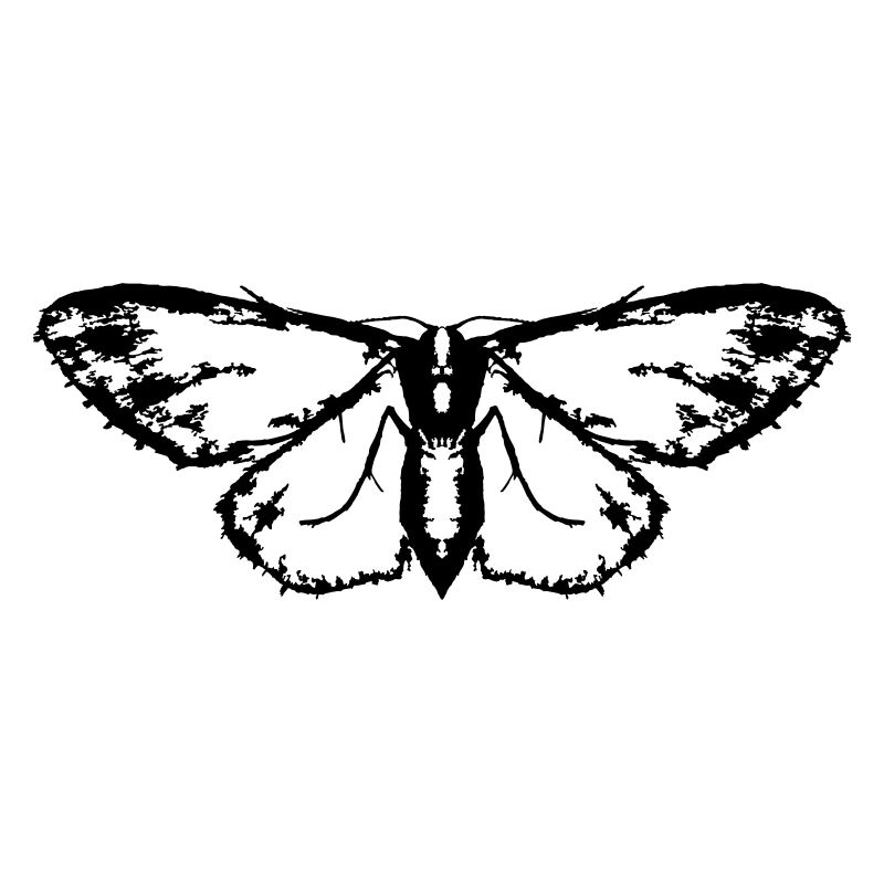 Moth / Butterfly / Moth