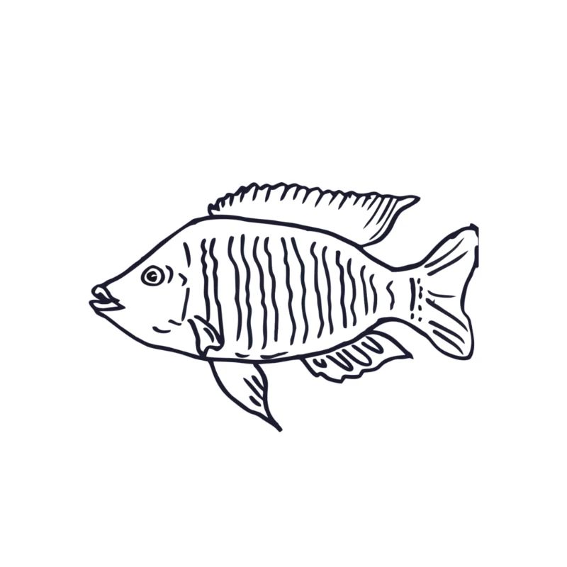 Cichlid fish Malawi