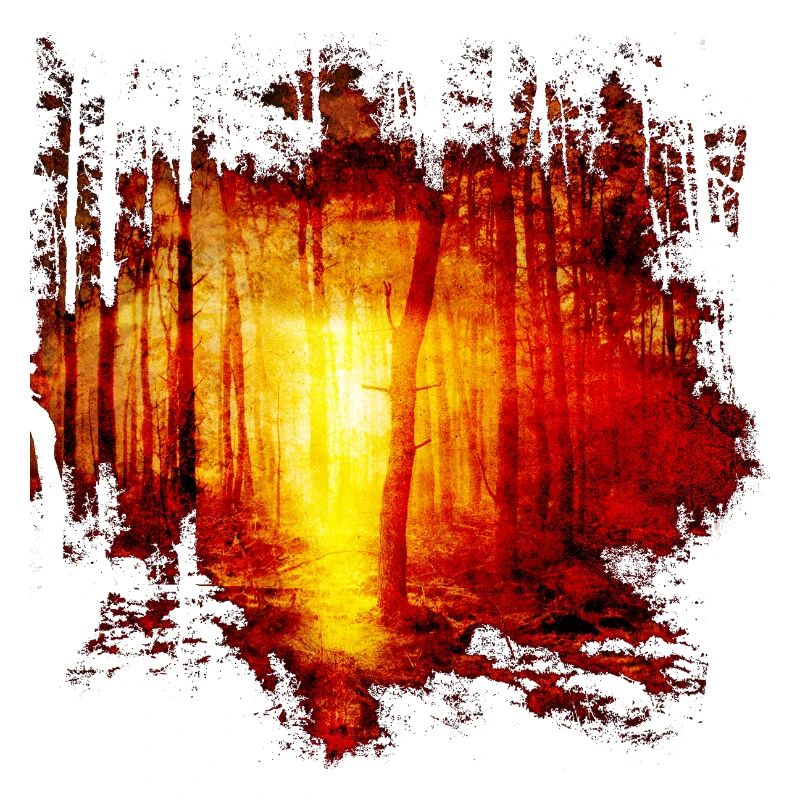 Nature forest trees sunbeam sun gift idea