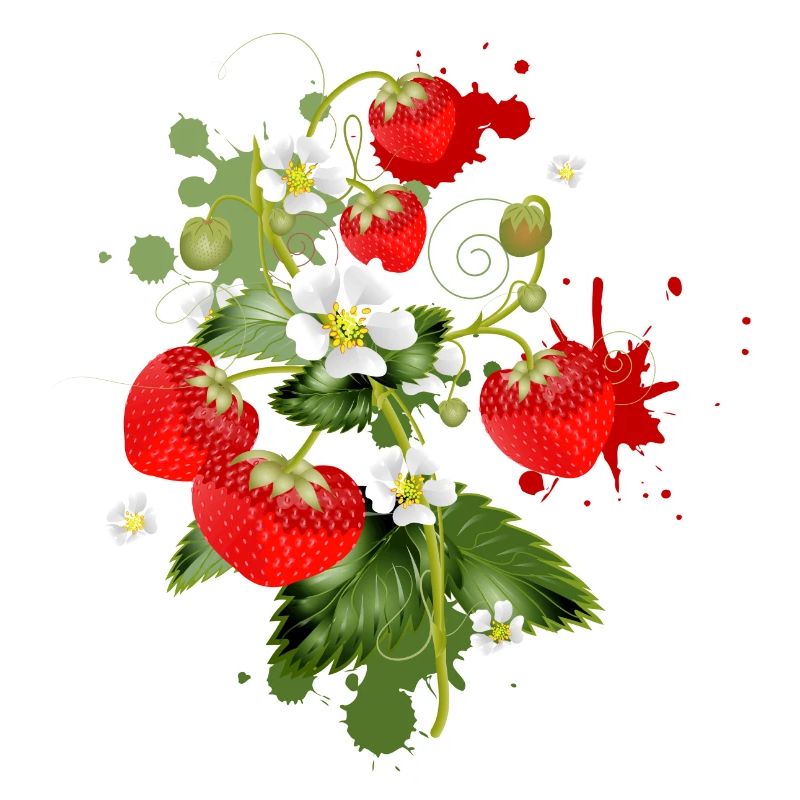 Erdbeeren Pflanze mit Erdbeeren Blüte Graffiti