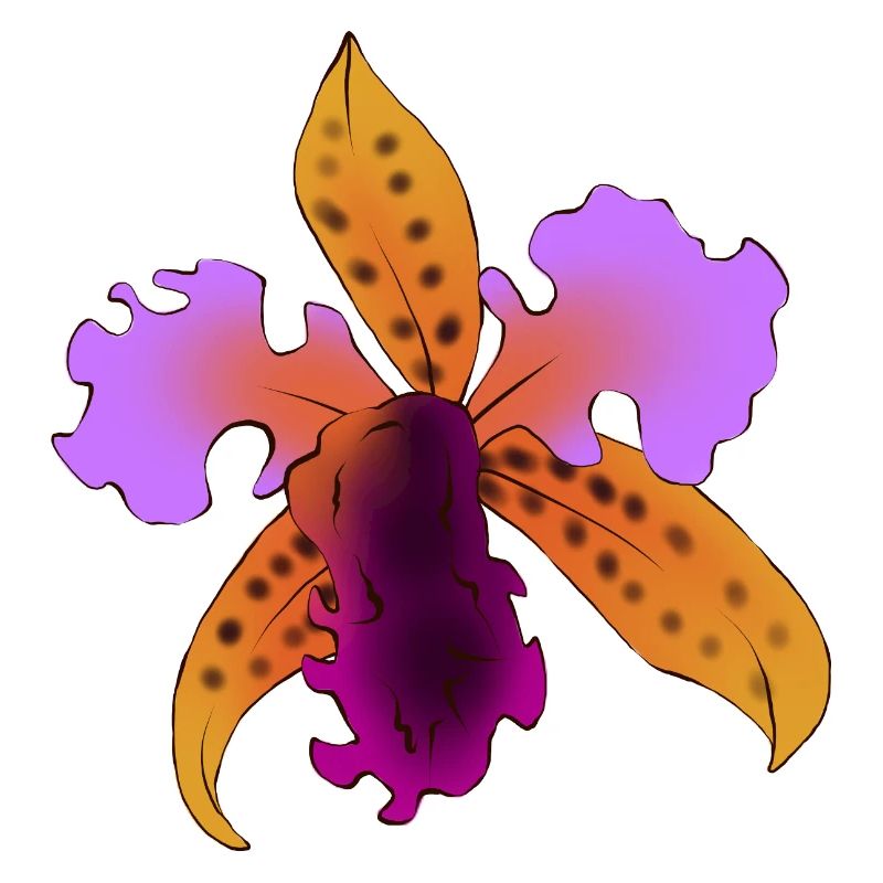 Iris flamboyant violet et orange
