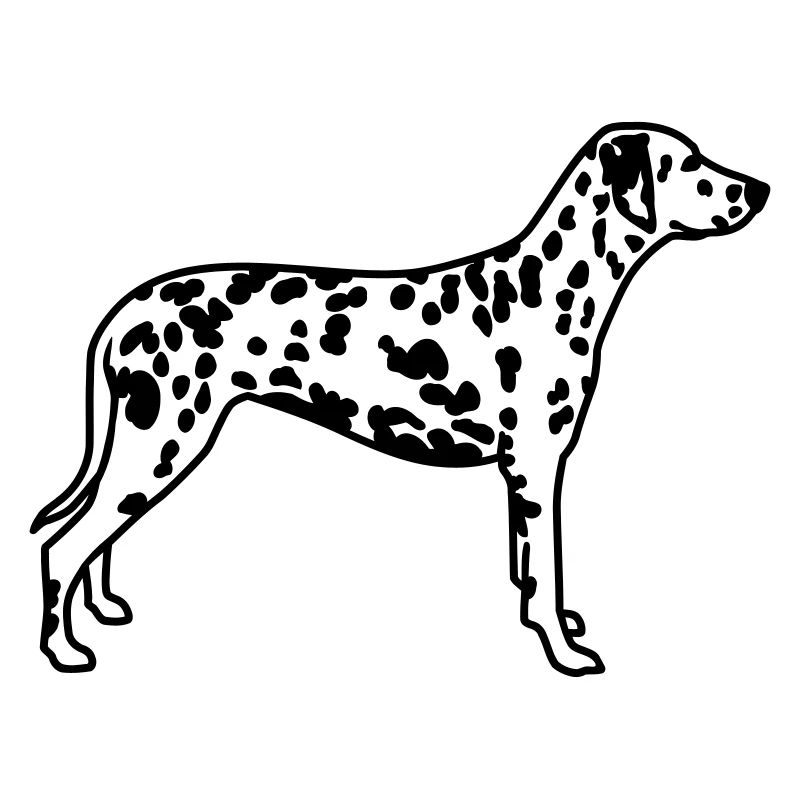 Dalmatian