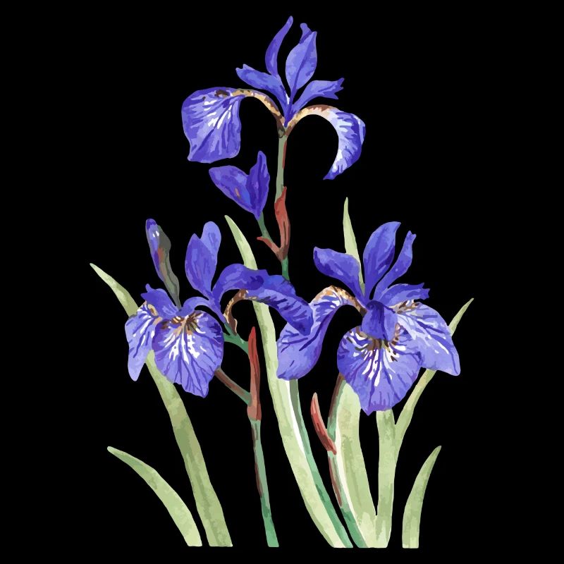 Iris violets
