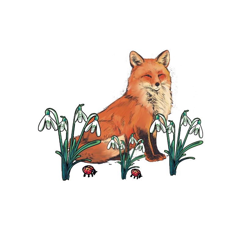 Fox Foxes Spring Spring Beginning Children