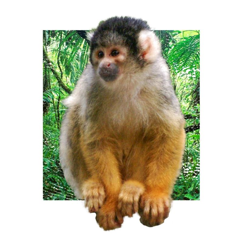Squirrel monkey squirrel monkey