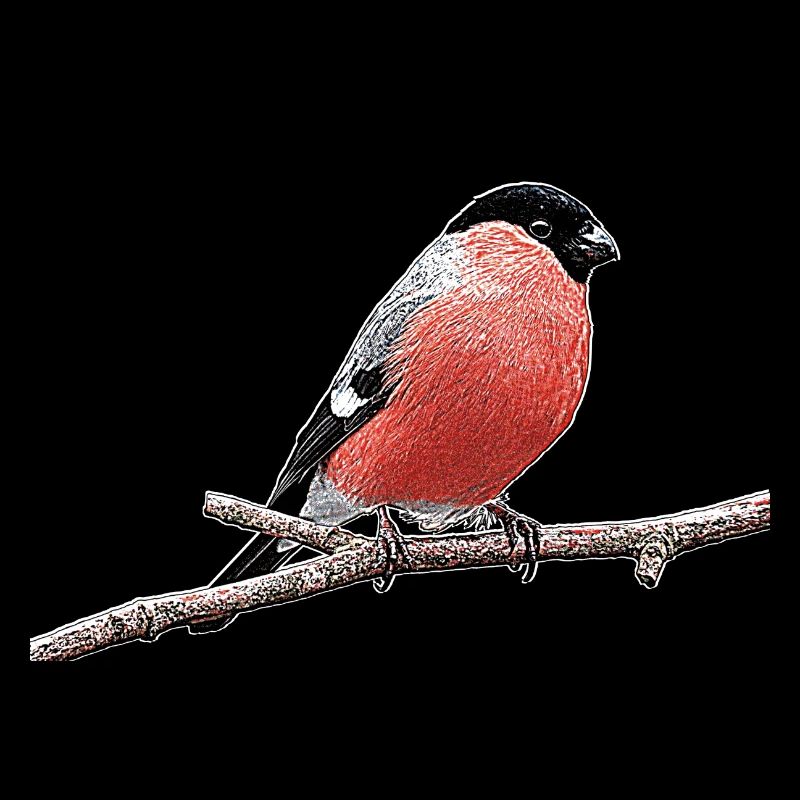 Dompaff or bullfinch