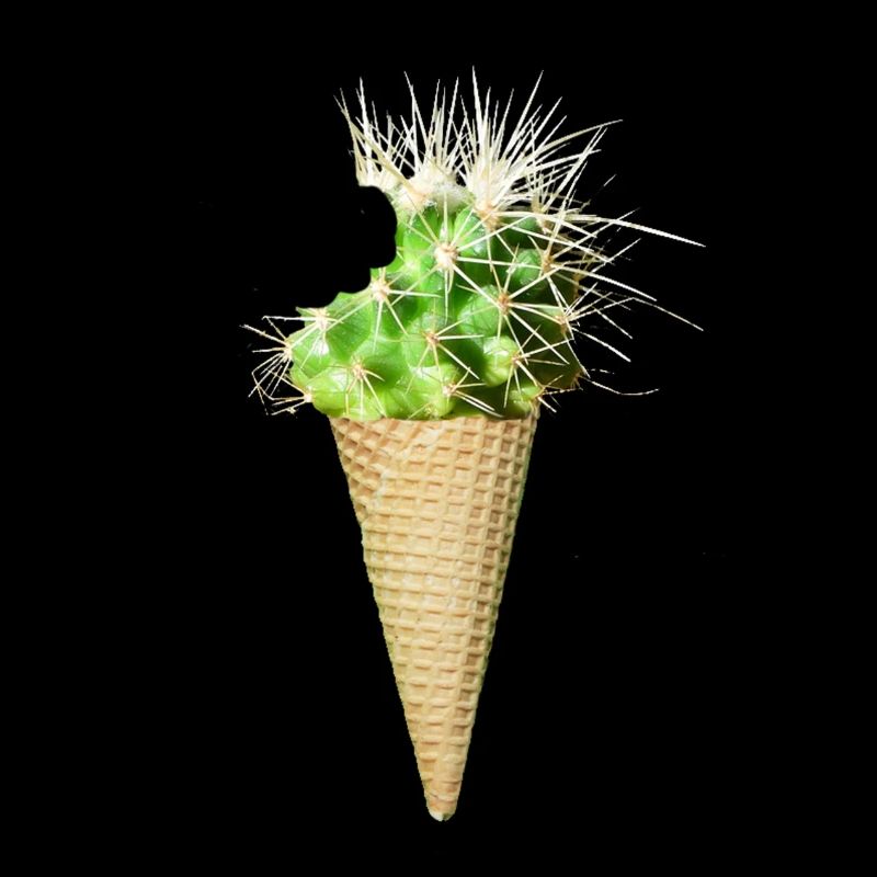 Kaktus-Eis