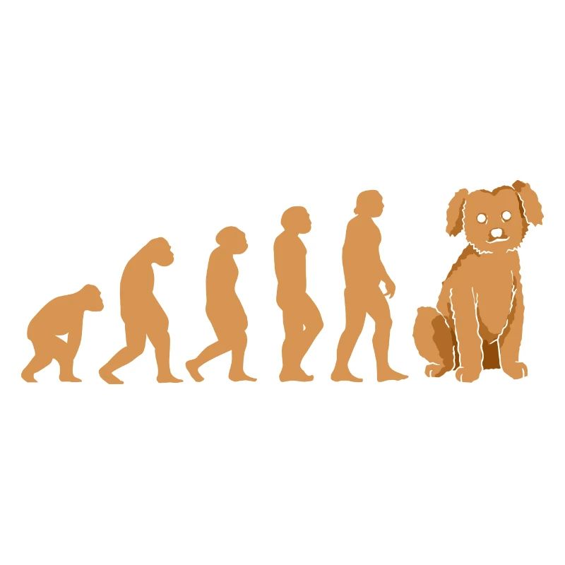 Caniche Evolution