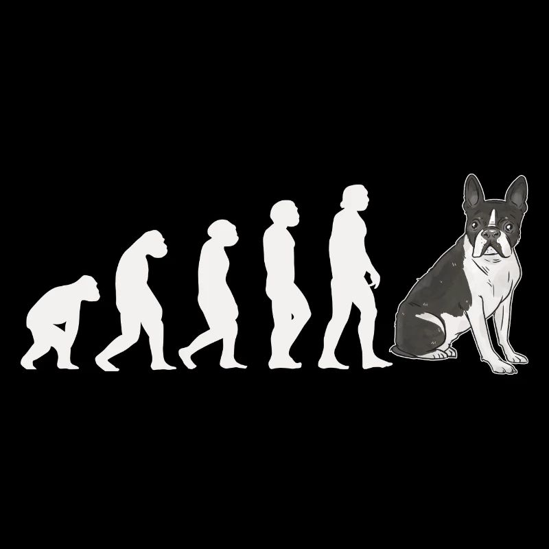 Evolution Boston Terrier