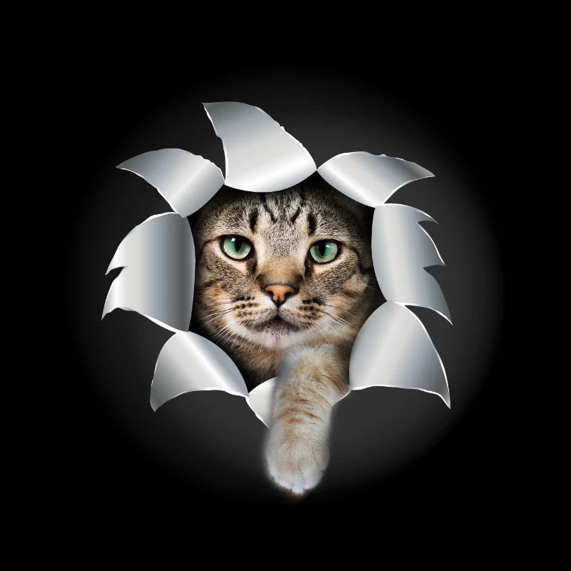 Mignon chatte patte déchirée mignon chat