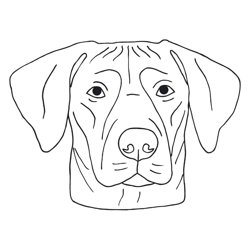 Rhodesian Ridgeback