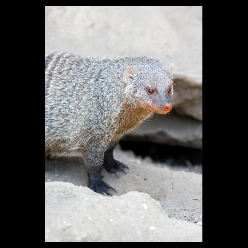 Gebänderte Manguste oder Zebramanguste