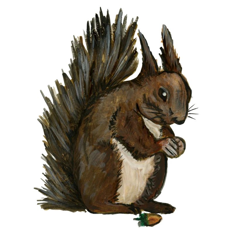 Eichhörnchen Eichhörnchen eichhörnchen esquilo Haselnuss