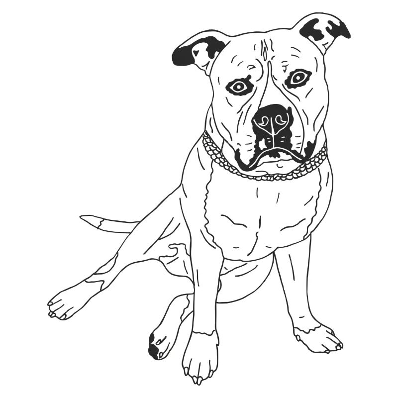 American Pocket Bully