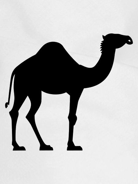 Camel