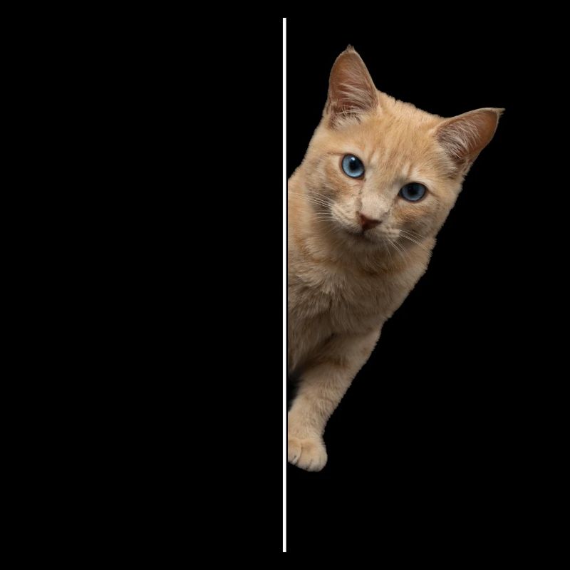 drôle chat amoureux des animaux de compagnie tenue d’animal de compagnie