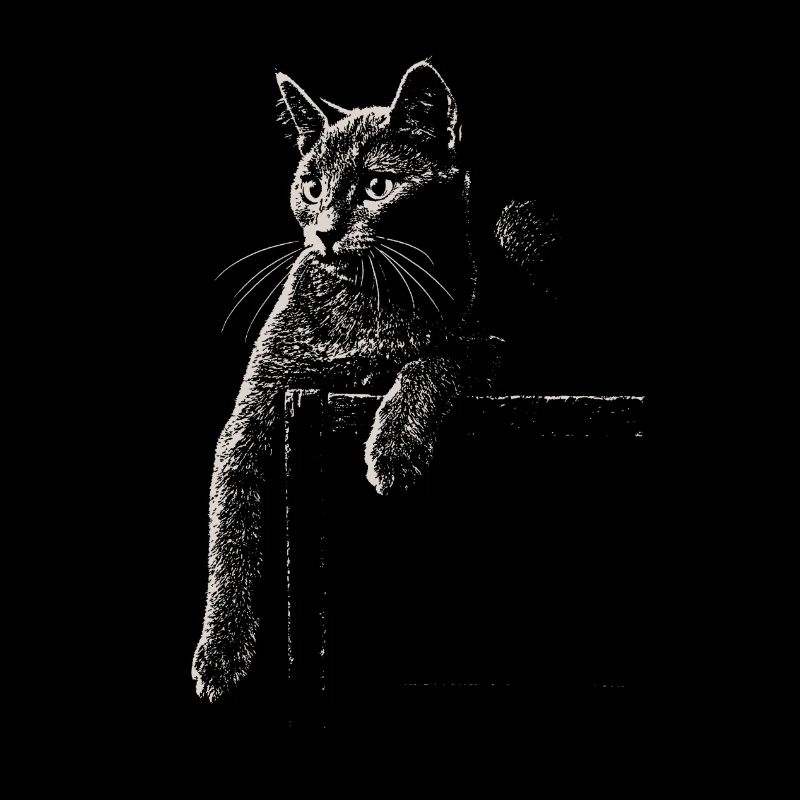 Karthäuser Katze