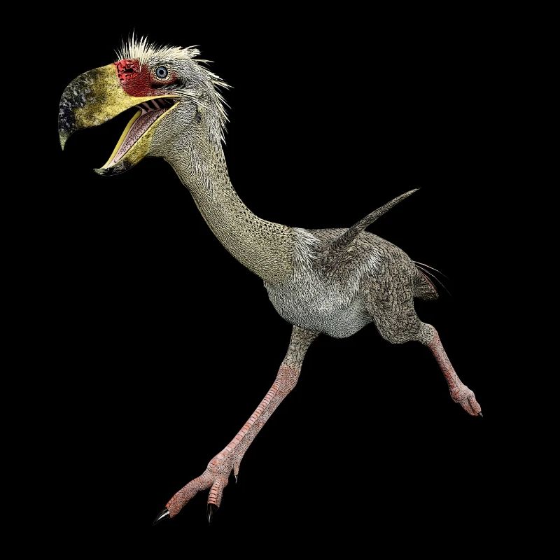 Terrorvogel Phorusrhacos, Vogel