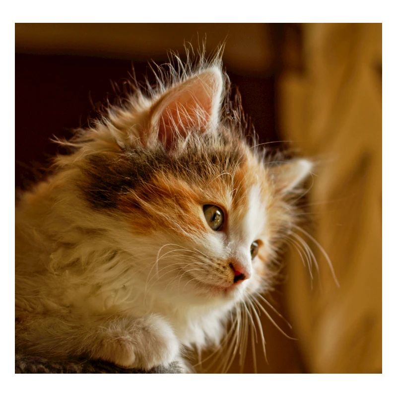 chat masque de chat masque de chat masque de chat