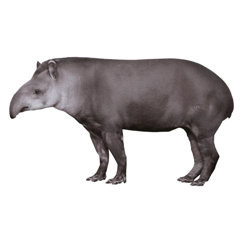 Der Tapir, Schwein oder Elefant?