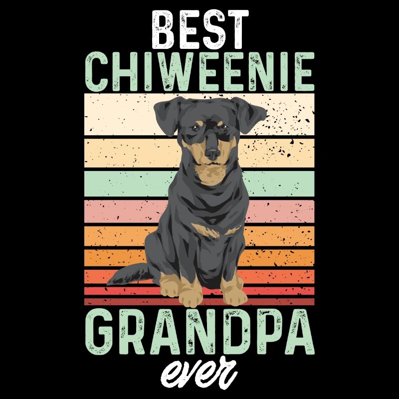 Chiweenie Dog