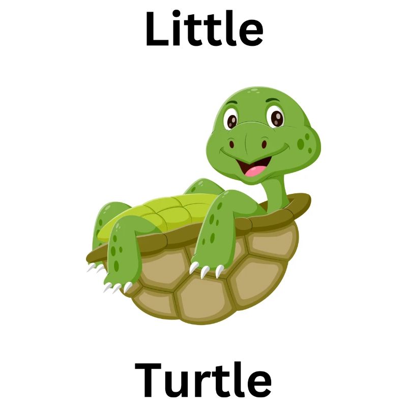 Little turtle