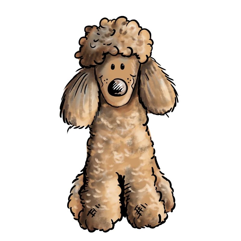 Mignon Caniche - Chien - Chiens