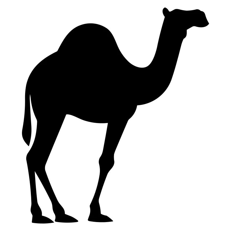 Camel