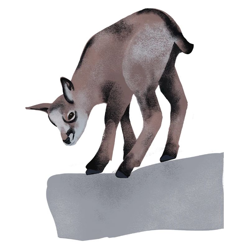 Chamois sur le rocher