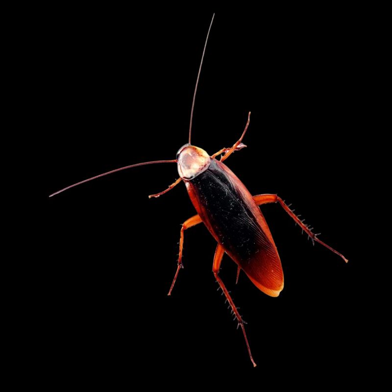Cockroach cockroach insect cockroach