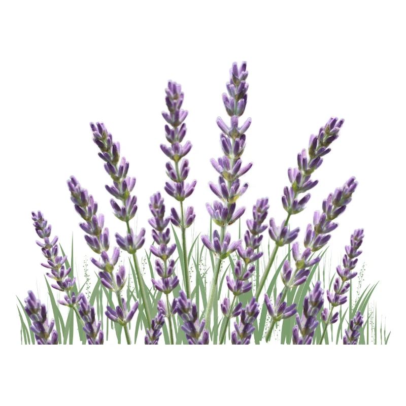 Lavender stalks Lavender