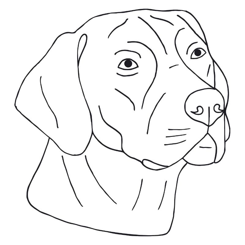 Rhodesian Ridgeback