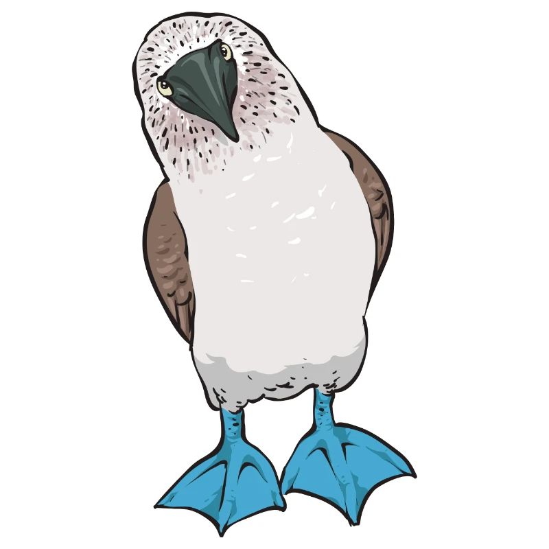 Blue-footed Booby Seabird Blue-footed Booby Seabird