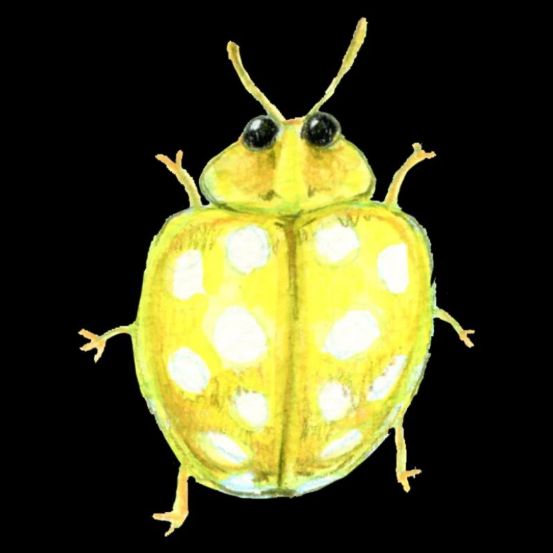 Coccinelle champignon à seize points