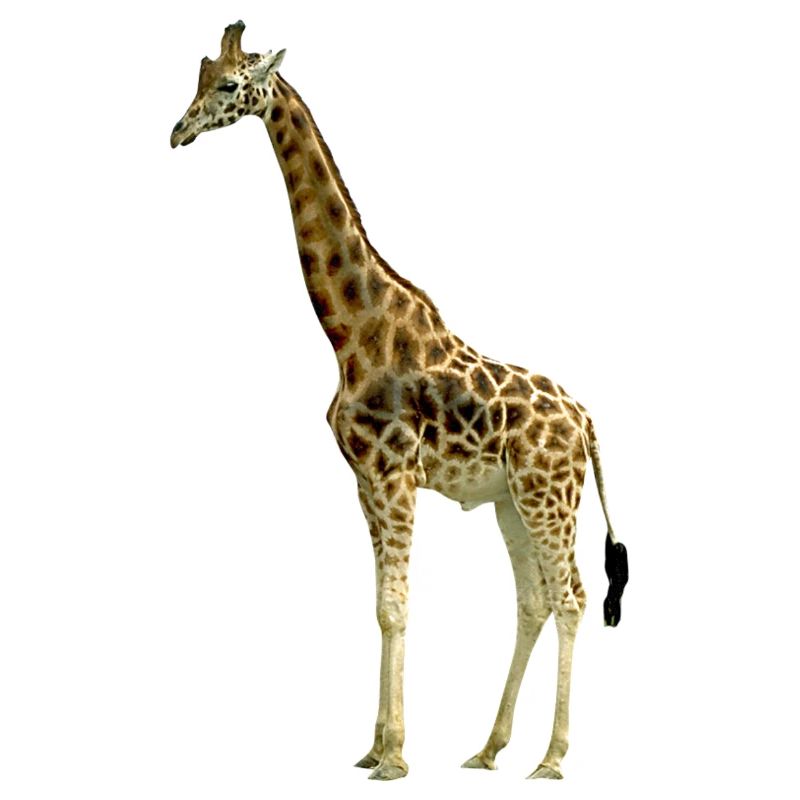 Giraffa