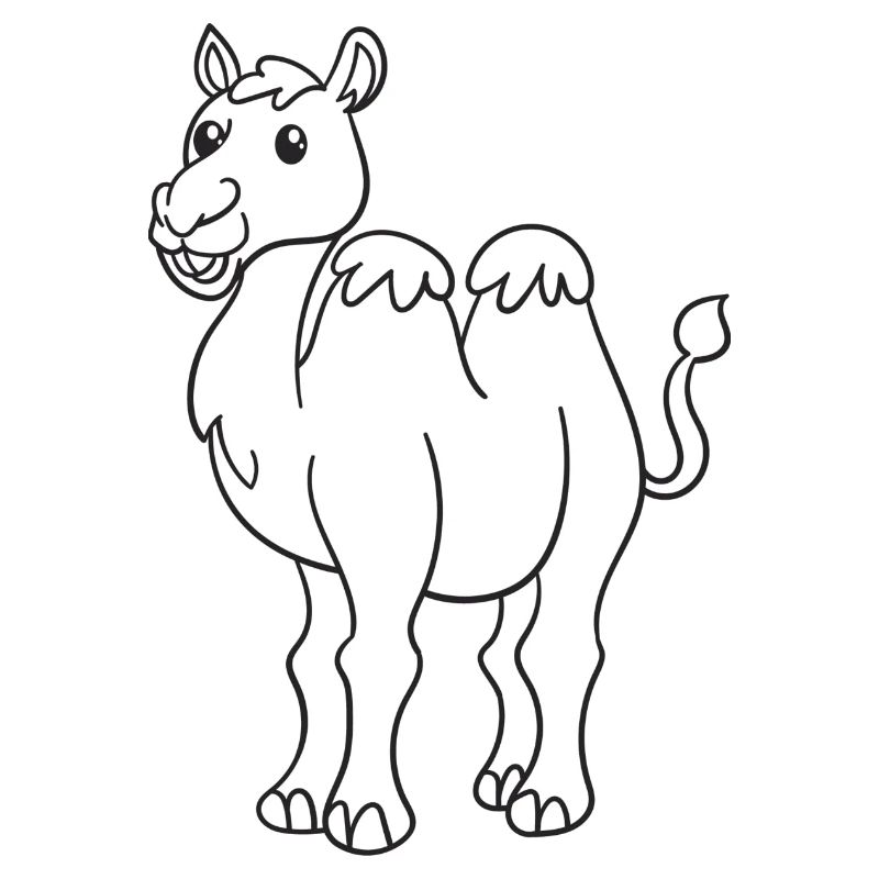 Kamel, Kamele, Geschenk, Geschenkidee